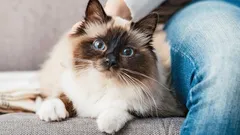 Nekoušou, ale objímají: Nejjemnější plemena koček pro ty, kdo hledají teplo, ne dramata