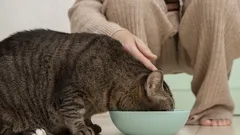 Kočka se nemůže nasytit a žádá o přídavek? Problém není v chuti k jídlu, ale v nesprávné misce