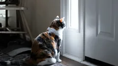 Jak vaše kočka pozná, kdy se vracíte domů – věda o šestém smyslu koček