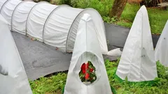 Levně a efektivně: Nejjednodušší způsob, jak ochránit teplomilné rostliny na zimu