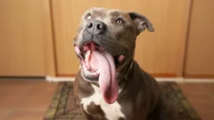 Psi nemluví slovy, ale ukazují všechno tělem: Jak pochopit, co váš mazlíček cítí