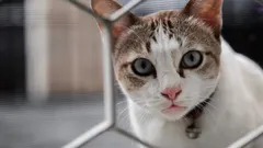 Kočka vás bude vnímat jako cizince: tři zvyky majitele, které okamžitě ničí důvěru