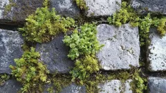 Jednoduchý trik proti mechu na zahradě, který funguje lépe než chemie – mech zmizí navždy
