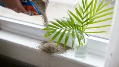 Proč sypat kočičí stelivo na parapet: o této fintě ví jen málo lidí