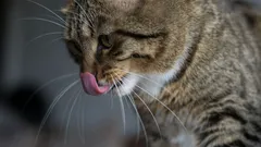Jak kočky poznají svého člověka? Věda odhaluje tajemství kočičího čichu