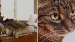 Jak odnaučit kočku lézt na stůl: Zoolog má jednoduchou radu