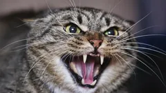 Kočka se ve vašem domě nikdy neusadí: Mystické vysvětlení ezoteriků