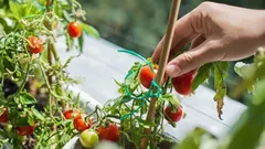 Snadné domácí pěstování vitamínů na okenním parapetu: čerstvé bylinky, zelenina a bobule po celý rok