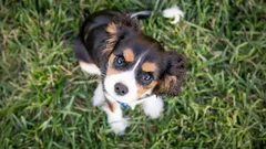 Chcete kotě nebo štěně? Co byste měli zjistit od chovatele před rozhodnutím