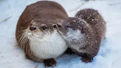 Jemný vzhled a andělský pohled – jen přetvářka: temná stránka nejroztomilejšího zvířete planety