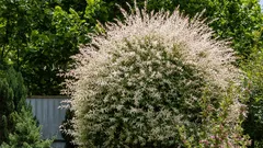 Chlupatý obláček na nožce: Jak ze řízku vyroste vrba hodná císařské zahrady