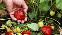 Chytrý trik zahradníků: Před výsadbou jahod to zasejte a budete překvapeni – plody budou obrovské