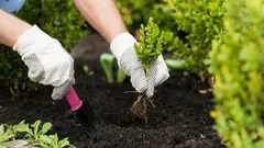 Listopadový výsev trvalek: tajemství časného kvetení a odolnosti rostlin