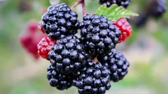 Velké a sladké: tajemství pěstování ostružin i v chladném klimatu