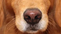 Psi rozlišují radost a strach podle čichu – ale reagují zvláštním, nečekaným způsobem