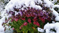 Na jaře budete vděční za tento krok: trvalky nejen přežijí, ale i bohatěji rozkvetou