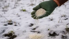 Podzimní hnojení přes sníh: neuvěřitelná metoda, která zaručuje nejlepší sklizeň příští rok