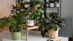 Nesmrtelní sousedé: rostliny, které nepotřebují péči ani pozornost – přežijí i zapomenutí