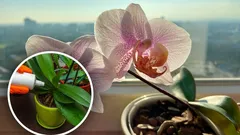 Jedna lžíce a orchideje budou kvést celý rok: jednoduché domácí hnojivo