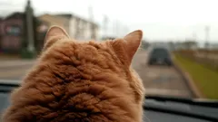 Fascinující návraty koček: Proč se neztratí ani stovky kilometrů od domova