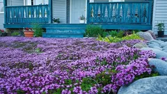 Zasaďte tyto květiny v listopadu – na jaře rozkvetou hustým kobercem: Zahradník odhaluje triky