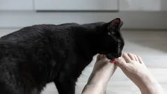 Proč kočky olizují páníčkovi nohy: zoologové vysvětlili, co stojí za tímto zvláštním chováním