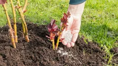 Jednoduché kroky v listopadu: Jak správně připravit trvalky na zimu. Rady agronomů