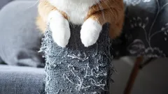Kočka neustále škrábe nábytek? Zoologové vysvětlují, jak ji snadno odnaučit špatnému zvyku