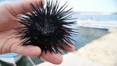 Život bez hlavy: Jak mořští ježci obelstili přírodu a evoluci