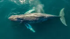 Mořský tvor, kterého nikdy nikdo neviděl živého: vzácný druh se poprvé setkal s lidmi