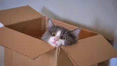 Proč kočky tak milují krabice? Tajemství, která znají jen opravdoví milovníci koček