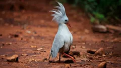 Přízrak lesa s červenýma očima: tajemný pták, který po staletí střeží svou izolaci