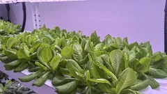 Zima bez slunce: Jak světlem ochránit pokojové květiny před úhynem