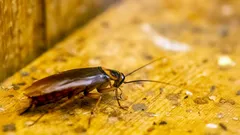 Čistá kuchyně nezaručuje ochranu před šváby: kde se skutečně množí