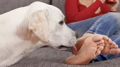 Proč psi lízají nohy svých majitelů? Kynologové odhalují překvapivé důvody