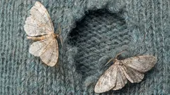 Boj proti molům: Tento podzimní dar roste všude a je velmi účinný proti molům