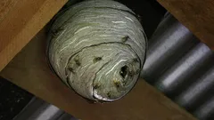 Obtěžují vás vosy? Jednoduchý tip, jak se jich snadno a navždy zbavit bez štípnutí