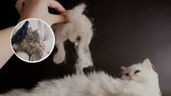 Co dělat, aby kočka méně línala: tajemství, o kterém většina chovatelů nemá tušení