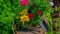 Zasaďte na podzim, na jaře budete vděční: Tyto květiny přezimují a rozkvétají jako z pohádky