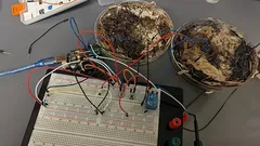 Vědci vytvořili počítačovou paměť z mycelia hub shiitake – jak se jim to podařilo?