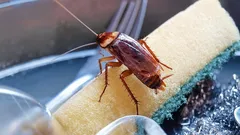 Švábi utíkají: jeden obyčejný kuchyňský produkt účinně řeší problém