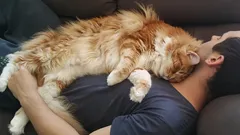 Kočka na vás nespí z lásky: Skutečný důvod překvapí i zkušené majitele