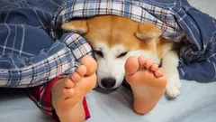 Proč psi tak rádi spí u nohou svého pána — překvapivé důvody a zajímavá fakta