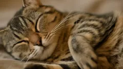 Kočky se mohou dostat do potíží: Největší chyba majitelů domácích mazlíčků v topné sezóně