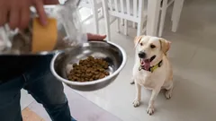 Jak proměnit každé krmení v trénink mozku pro svého psa: hry s jídlem pro rozvoj inteligence