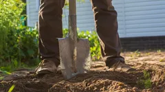 Rostliny přestávají růst: listopadová chyba, která povede k neúrodě