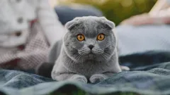 V jejich očích se skrývá magie: 5 plemen koček s nejvýraznějšíma očima, kterým neodoláte