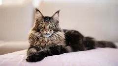 Milujete psy, ale chcete kočku? Tato čtyři plemena jsou pro vás