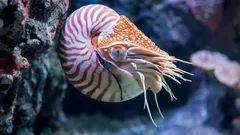 Brána do minulosti: Na dně Tichého oceánu byl nalezen živý tvor z doby dinosaurů