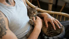 Kočka sama skáče do náruče – ale vůbec ne kvůli mazlení: Skrytý motiv vás překvapí